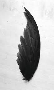 Wing Feather Black Bird Black Feathers Bird Wings