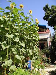Sunflowers As Living Bean Poles Giant Sunflower Giant Sunflower Seeds Plants