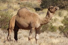 Surprisingly, a camel can go for weeks without drinking water. Primary Homework Help Camel Adaptation Primary Homework Help Camels