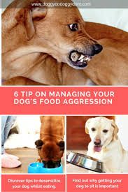 Food aggression in dogs is simply aggressive behavior, such as growling, snapping or biting, in defense of their food bowls or tasty treats. Food Can Be A Big Trigger For Some Dogs When It Comes To Aggressive Behavior Whether It Is Food In A Bowl Treats Aggressive Dog Dog Food Recipes Dog Behavior