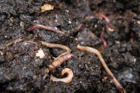 Jumping worms are spreading across north america. Non Native Flatworms Rhs Gardening