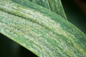 Image result for Onion Thrips