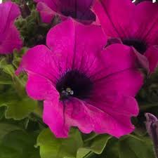 Find what you need at booking.com, the biggest travel site in the world. Petunia Surfinia Classic Purple Beekenkamp Plants