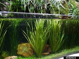 Image result for Blyxa aubertii