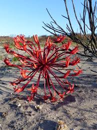 Image result for Brunsvigia