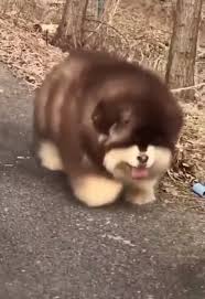 5.0 out of 5 stars 1 rating. Fat Fluffy Dogs Off 60 Www Usushimd Com
