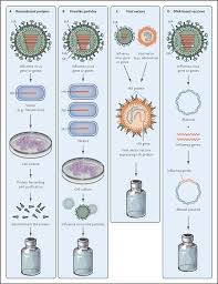 Because of their structural similarity to viruses found in nature, vaccination with a target protein expressed in an evlp is capable of imparting greater immunity than vaccination with the same. Influenza Vaccines For The Future Nejm