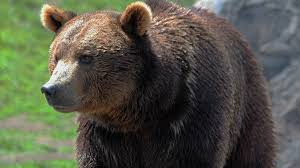 However, the word bear means many things to different people, even within the bear movement. Bears Captured Across Flathead Valley After Accessing Human Related Food Sources