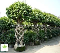 Ficus Benjamina Cage Shape Topiary Plant Landscaping Tree Buy Ficus Benjamina Topiary Plants Ficus Microcarpa
