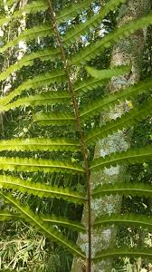 Image result for Cyclosorus interruptus