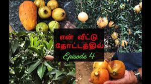 Chennai family harvests 300 bags of veggies via oxygen chamber. Pin On Everything Indian Food Community