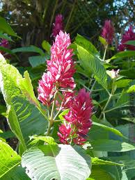 Image result for Erythrococca zambesiaca