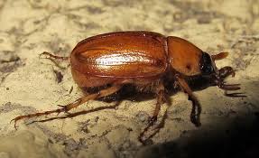 Termites usually swarm during spring while ants are known to fly during the summer season. June Beetles What Are They And How Do I Deal With Them Ask An Entomologist