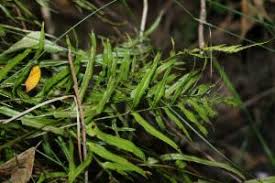 Image result for Lindsaea ensifolia