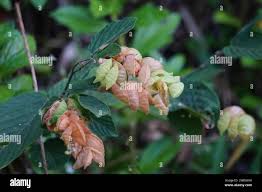 Image result for Flemingia strobilifera