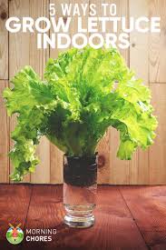 If there is, put the stump under grow lights. 5 Proven Ways To Growing Lettuce Indoors In Containers Year Round