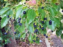 We did not find results for: Karpura Camphor Cinnamomum Camphora Properties Benefits Dosage