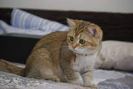 Dari Katjie Our Gorgeous British Shorthair Black Golden Tabby Shaded Boy 4 5 Months Brigem Golden Darius Cute Cats And Kittens Cat Photo British Shorthair