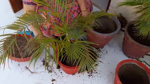 From insects, soil, fertilizing, sunburn, overwatering with details. Areca Palm How And When To Repot Areca Palm Youtube