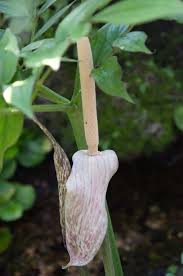 Image result for Gonatopus