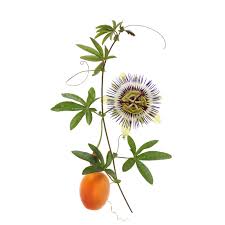 Pour un sommeil paisible et réparateur. Anxiozen Stabiliser Naturellement Son Emotivite