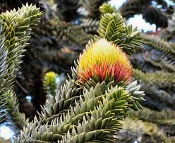 From light and water requirements to fertilizing, pruning and more, get expert tips to keep your plants happy and healthy. Araucaria Araucana Growing Guide How To Grow Monkey Puzzle