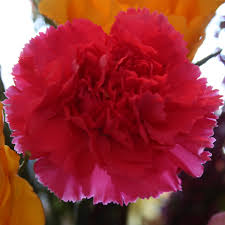 They are thought to be one of the oldest cultivated flowers in the world. Dianthus Caryophyllus