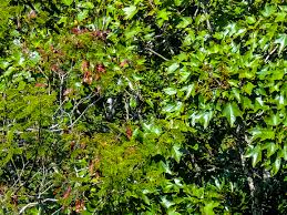 Image result for Helixanthera woodii