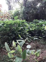 Image result for Marantochloa leucantha