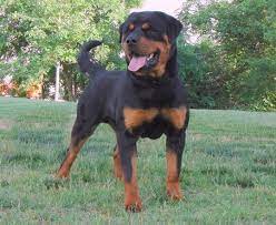 We offer german rottweiler puppies for sale, we are a german rottweiler breeder in california and breed purebred rottweiler puppies for sale. Home German Rottweiler Puppies For Sale