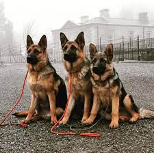 (nsh > collinwood, tn) pic. German Shepherd Puppies For Sale In Irelannd Home Facebook