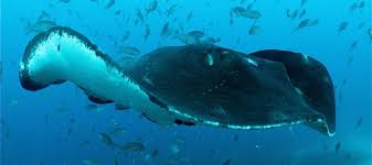 There habitat is anywhere in the desert as ther is only sand. Everything You Need To Know About Rays In South Australia Good Living
