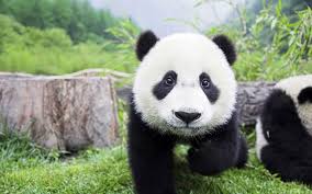 What you need to know is that these images that you add will neither increase nor decrease the speed of your computer. 60 Baby Panda Wallpapers Hd 4k 5k For Pc And Mobile Download Free Images For Iphone Android