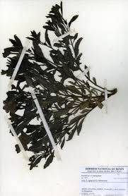 Image result for Cycnium