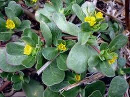 Es kann also vorkommen, dass sich manche treffer besser reimen als andere. Portulaca Oleracea Wikimedia Commons