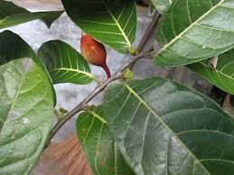 Image result for Antiaris