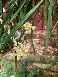 Image result for Polystachya albescens