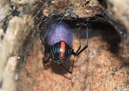 Black widow's age and backstory are surprisingly ambiguous in the mcu. Terrifying New Species Of African Widow Spider That Lays Up To 900 Eggs At A Time Could Be Among World S Deadliest
