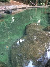 Things to do near penang national park (taman negara pulau pinang). Travelerensem Nature Pool Taman Rimba Teluk Bahang Penang Travelerensem