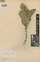 Image result for Pseudoeriosema