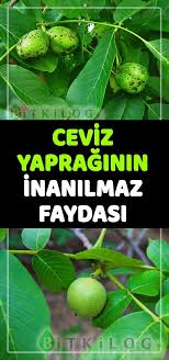 Ceviz Yapraginin Oyle Faydalari Varki Cogunu Ilk Defa Duyacaksiniz Saglik Urunleri Dogal Saglik Saglik Ipuclari