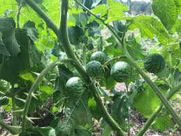 Image result for Solanum viarum