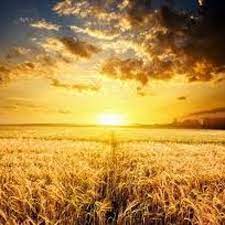 Your changes has been saved. Fields Of Gold Sting Cover By Pat E