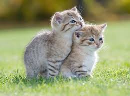 See more of gokitty.com kittens for sale & adoption on facebook. Cute Cartoon Animals With Big Eyes Coloring Pages Against Cute Animals List Kittens Cutest Cute Cats And Kittens Pretty Cats