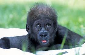 images?q=tbn:ANd9GcT4dsPfoo6pMUMtpx2pyHP