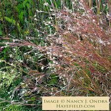 Image result for Schizachyrium brevifolium