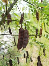 Image result for Sesbania macowaniana