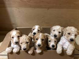 Mini goldendoodles and mini sheepadoodles|family raised miniature goldendoodle mini doodles dandy is a family business. Virginia Beach Goldendoodles