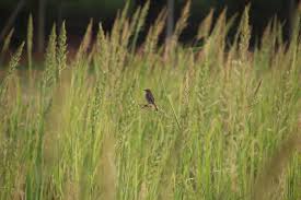 Image result for Echinochloa pyramidalis