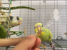 インコ 手作り おもちゃ
